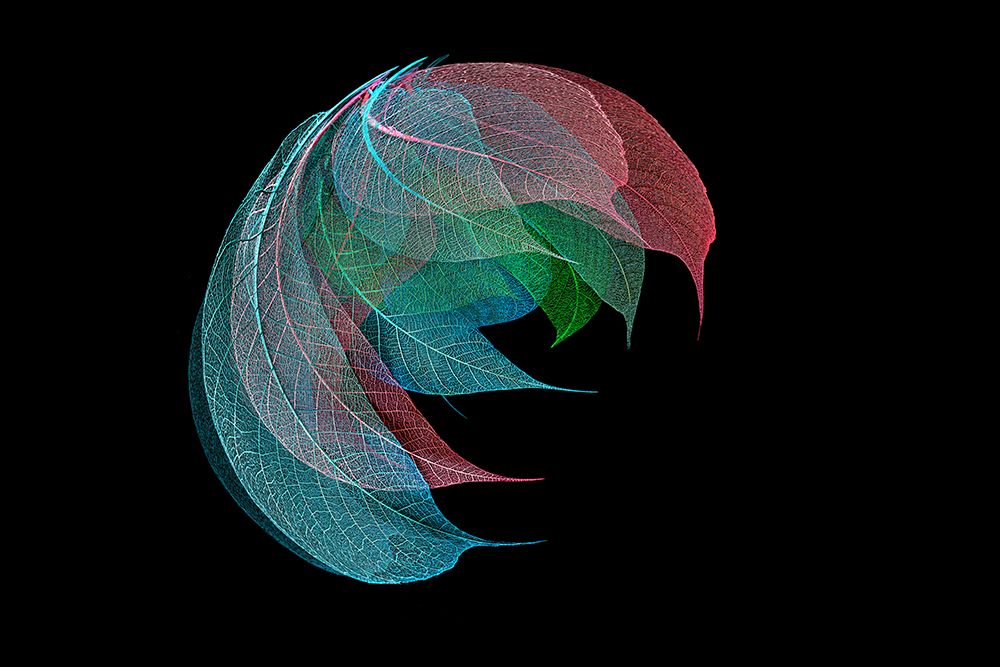 Multi-colored skeleton leaves arranged on black background art print by Adam Jones for $57.95 CAD