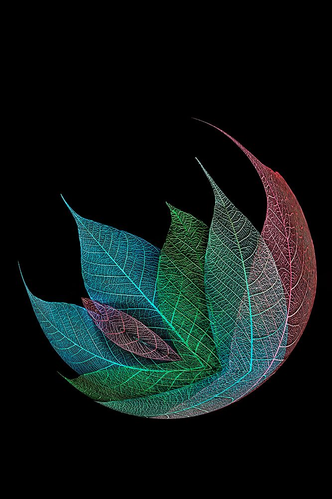 Multi-colored skeleton leaves arranged on black background art print by Adam Jones for $57.95 CAD