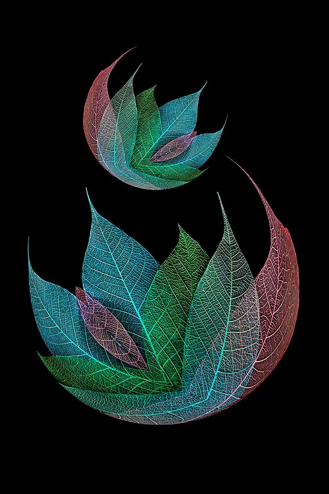 Multi-colored skeleton leaves arranged on black background art print by Adam Jones for $57.95 CAD