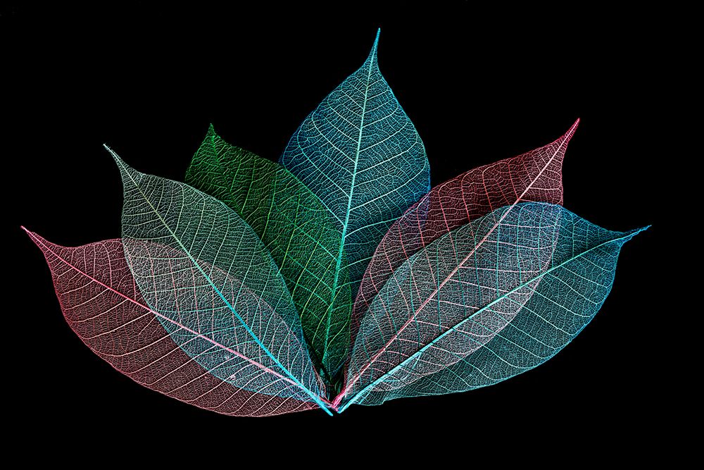 Multi-colored skeleton leaves arranged on black background art print by Adam Jones for $57.95 CAD