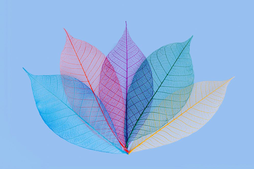 Multi-colored skeleton leaves arranged on light blue background art print by Adam Jones for $57.95 CAD