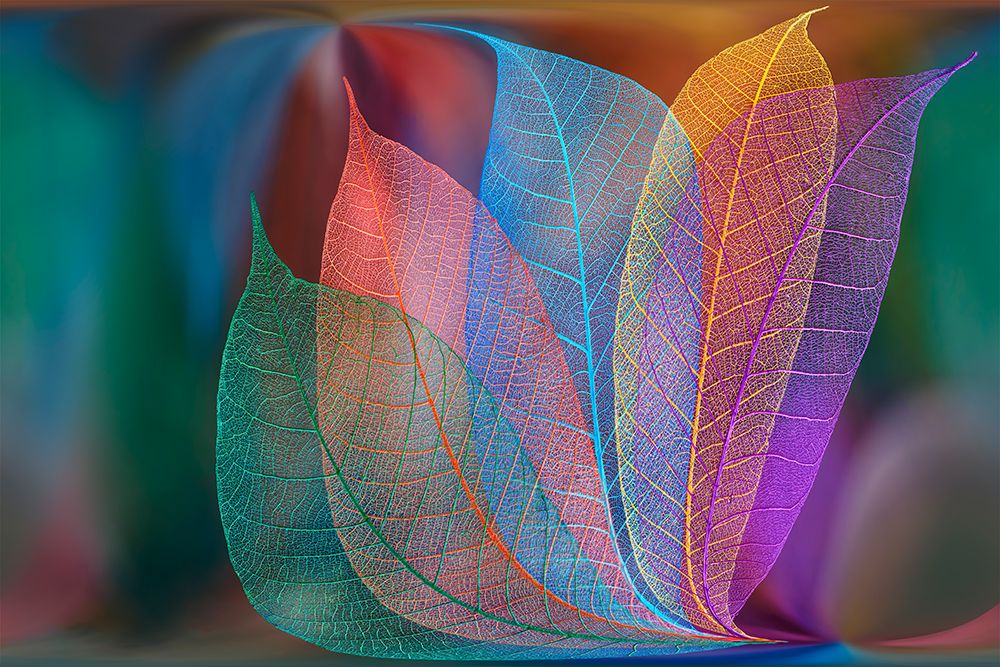 Multi-colored skeleton leaves arranged on colorful background art print by Adam Jones for $57.95 CAD