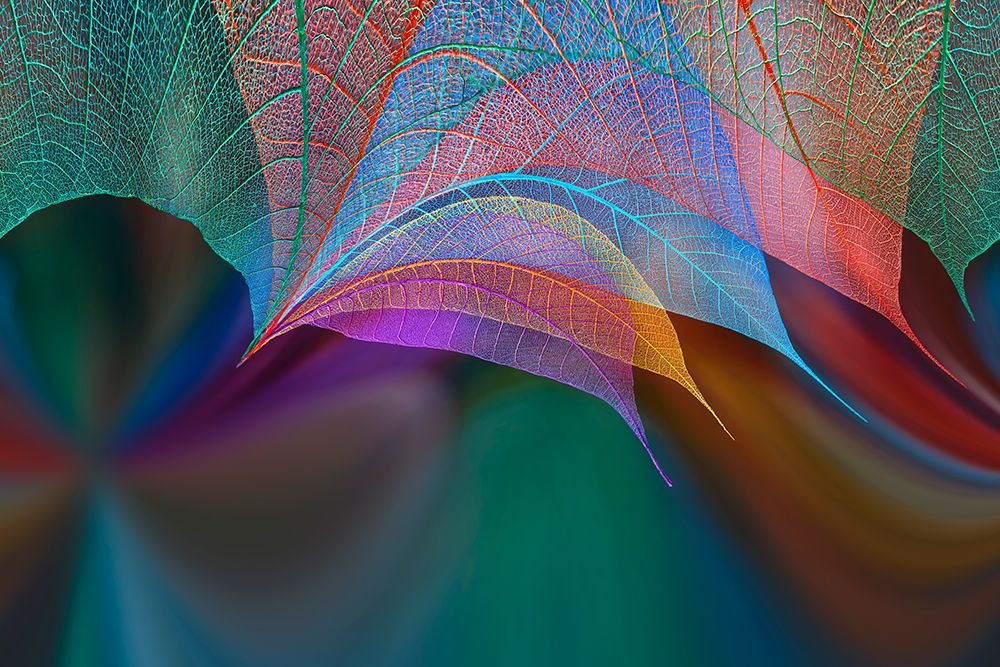 Multi-colored skeleton leaves arranged on colorful background art print by Adam Jones for $57.95 CAD