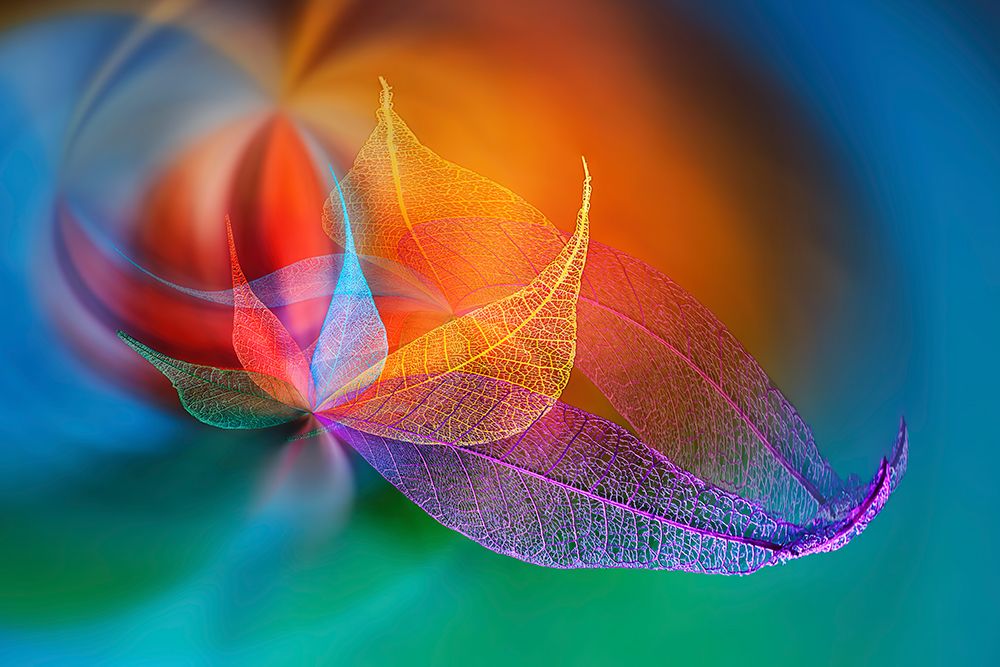 Multi-colored skeleton leaves arranged on black background art print by Adam Jones for $57.95 CAD
