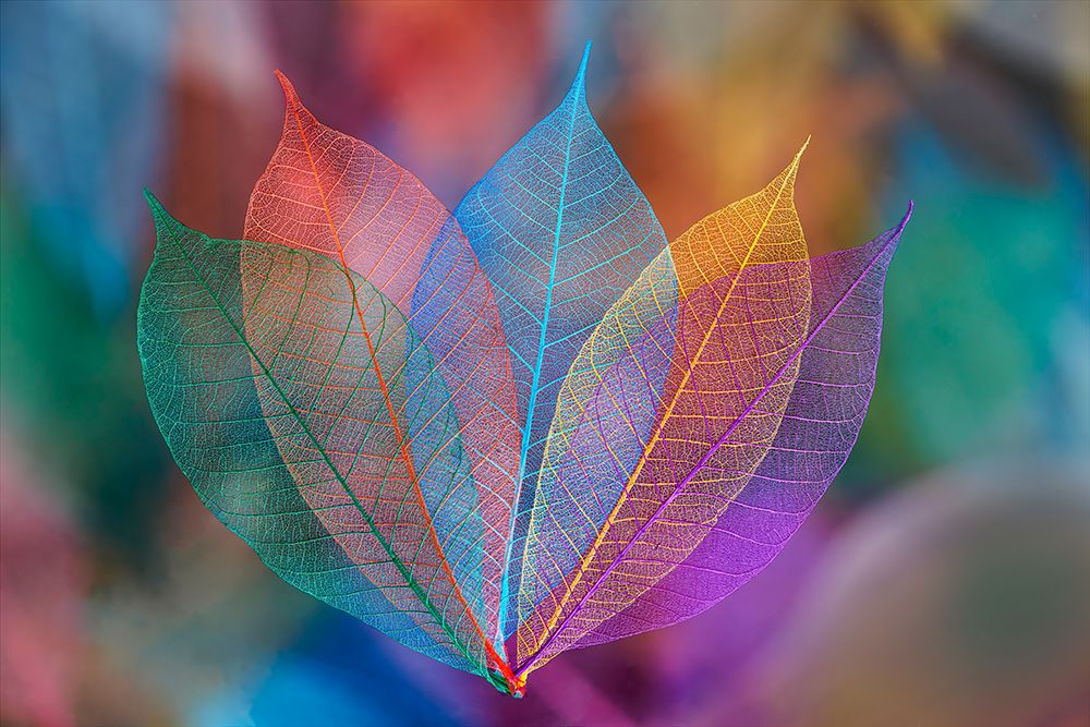 Multi-colored skeleton leaves arranged on black background art print by Adam Jones for $57.95 CAD
