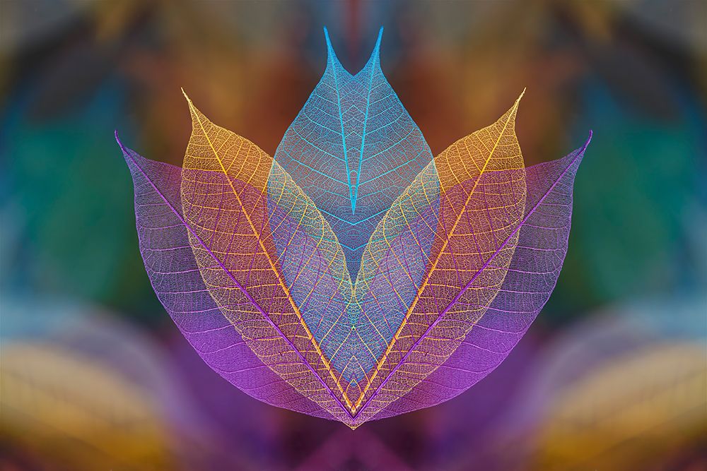 Multi-colored skeleton leaves arranged on black background art print by Adam Jones for $57.95 CAD