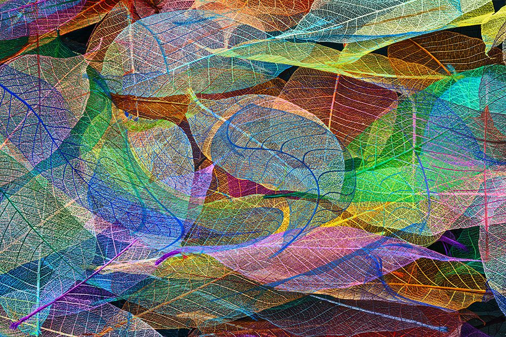 Multi-colored skeleton leaves arranged on black background art print by Adam Jones for $57.95 CAD