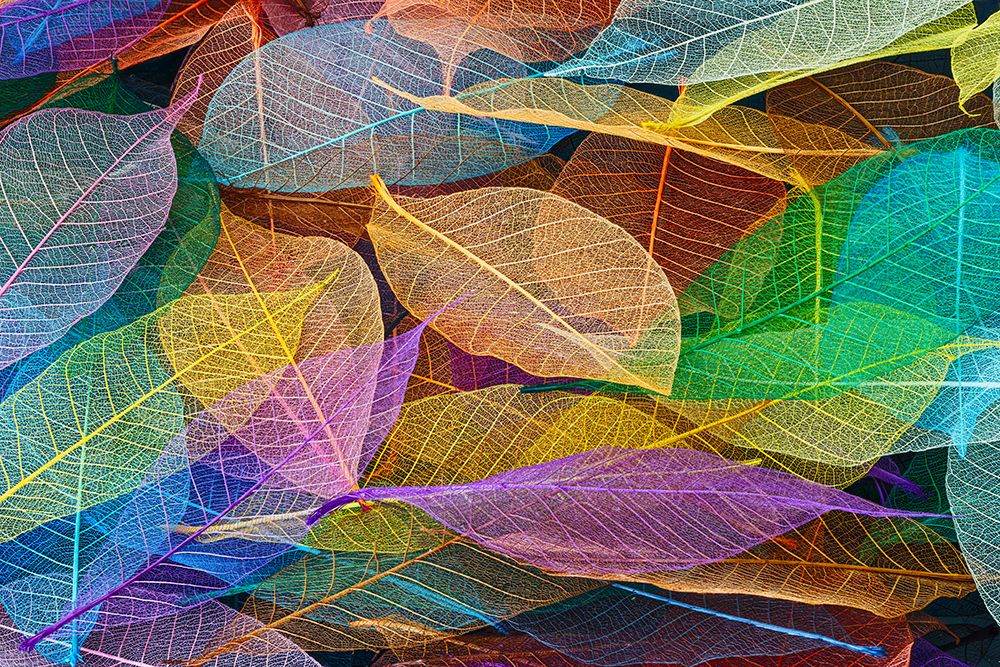 Multi-colored skeleton leaves arranged on black background art print by Adam Jones for $57.95 CAD
