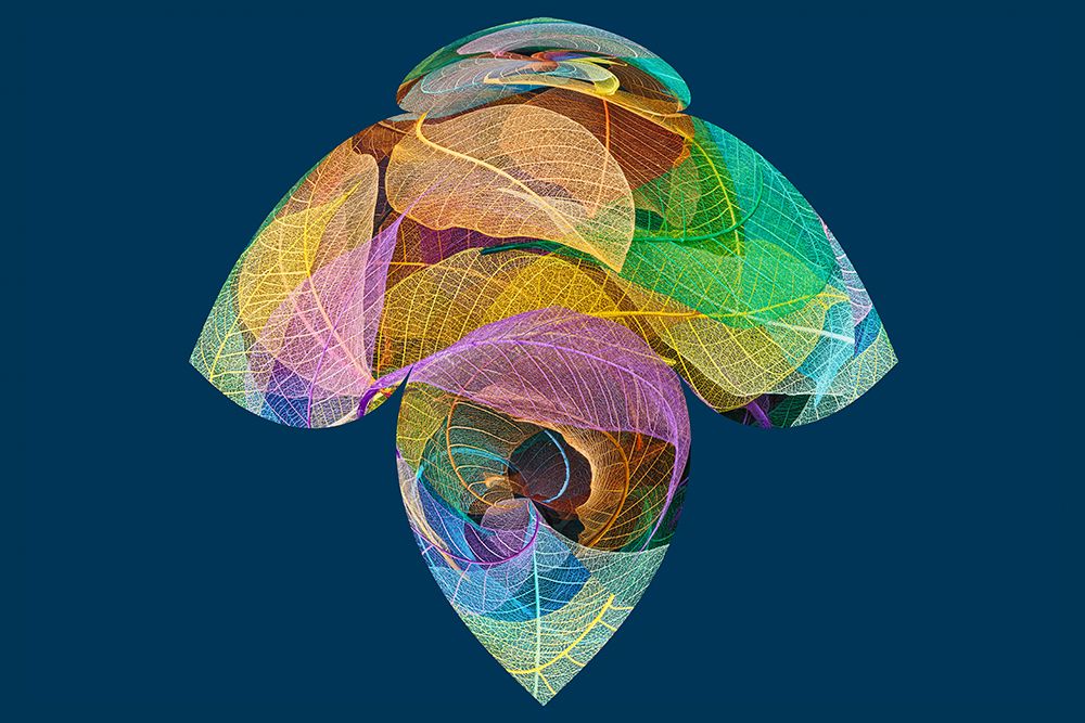 Multi-colored skeleton leaves arranged on black background art print by Adam Jones for $57.95 CAD