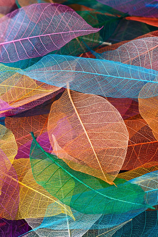Multi-colored skeleton leaves arranged on black background art print by Adam Jones for $57.95 CAD