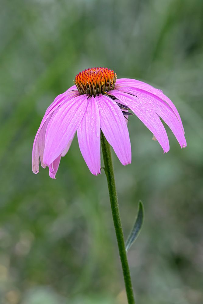 Purple cone flower, Echinacea art print by Adam Jones for $57.95 CAD