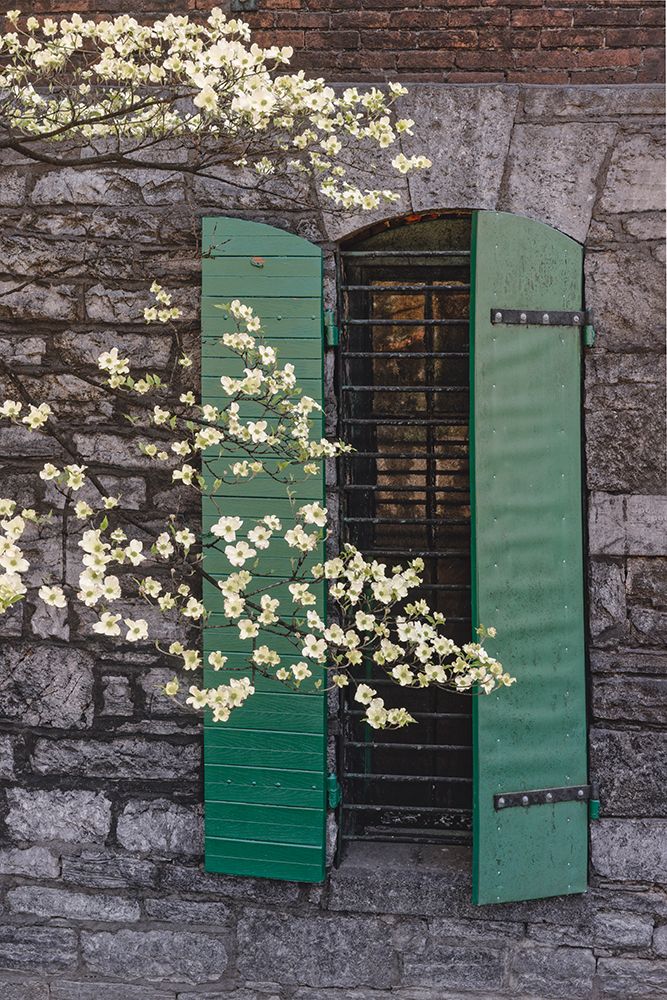 Flowering dogwood tree in front of a stone building with green shutters. art print by Adam Jones for $57.95 CAD