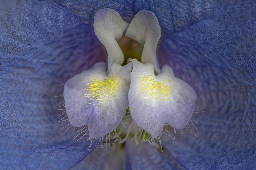 Close-up of blue delphinium flower petals. art print by Adam Jones for $57.95 CAD