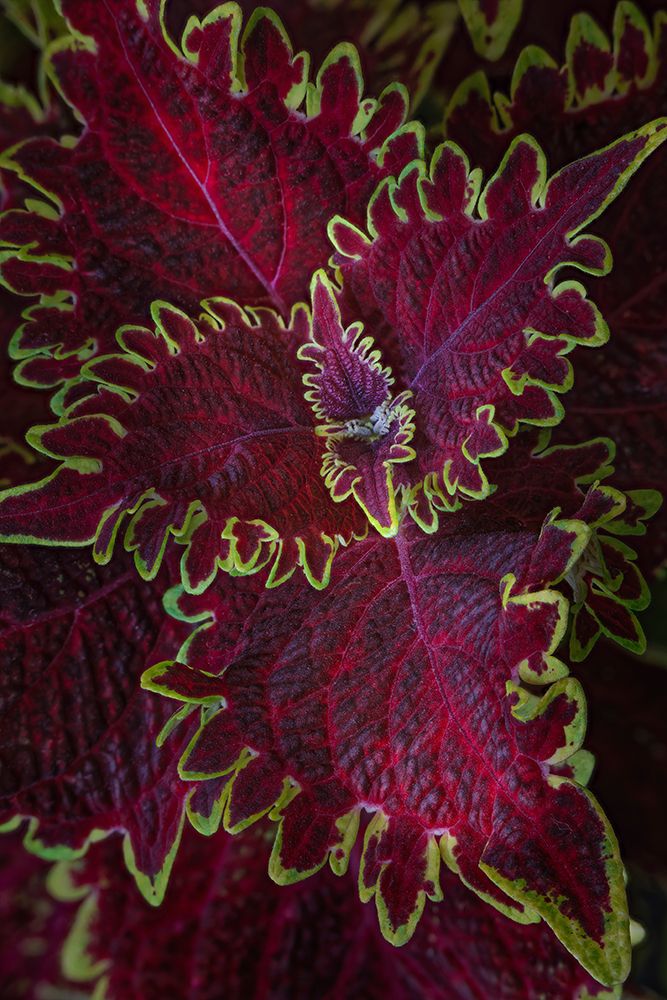 Coleus plant closeup. art print by Adam Jones for $57.95 CAD