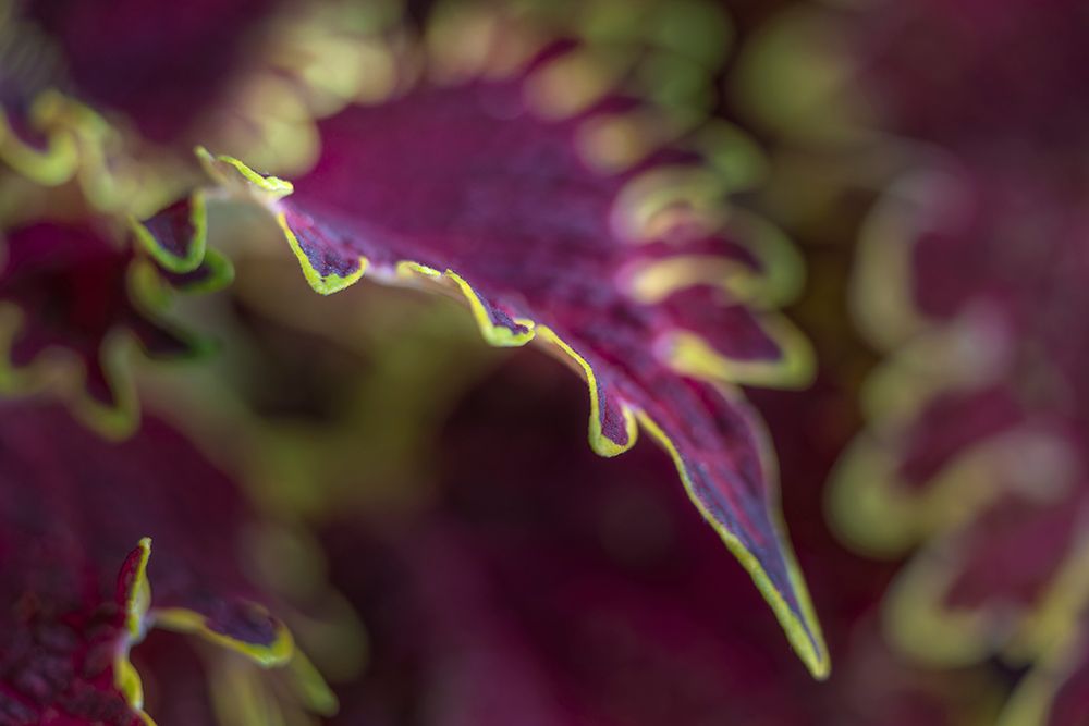 Coleus plant closeup. art print by Adam Jones for $57.95 CAD