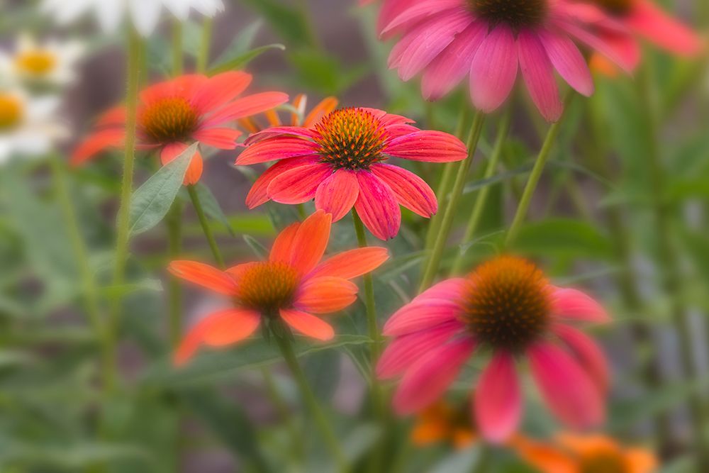 Cone flowers in garden. art print by Adam Jones for $57.95 CAD