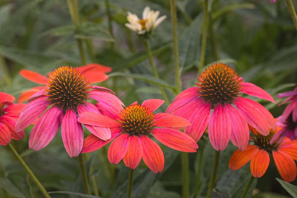 Cone flowers in garden. art print by Adam Jones for $57.95 CAD