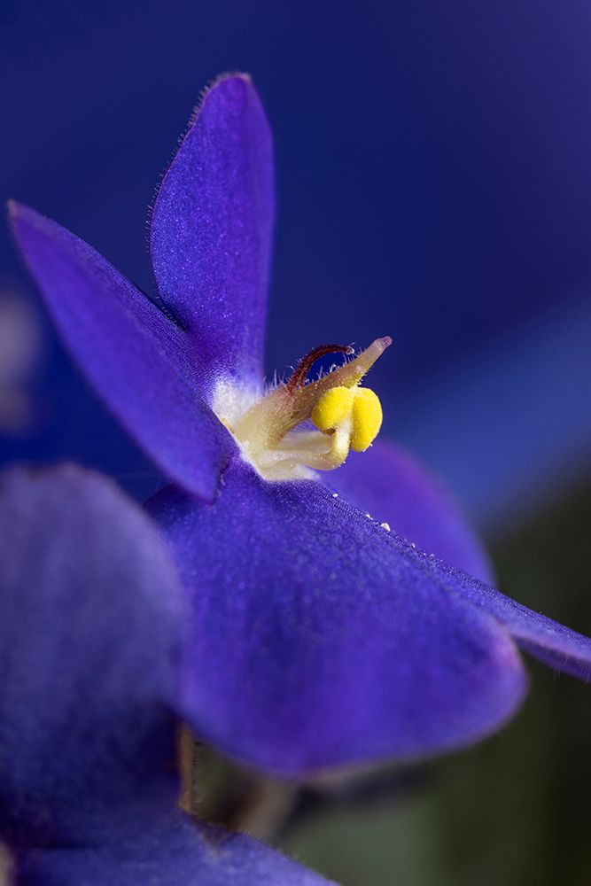 Close-up view of African Violet flower. art print by Adam Jones for $57.95 CAD