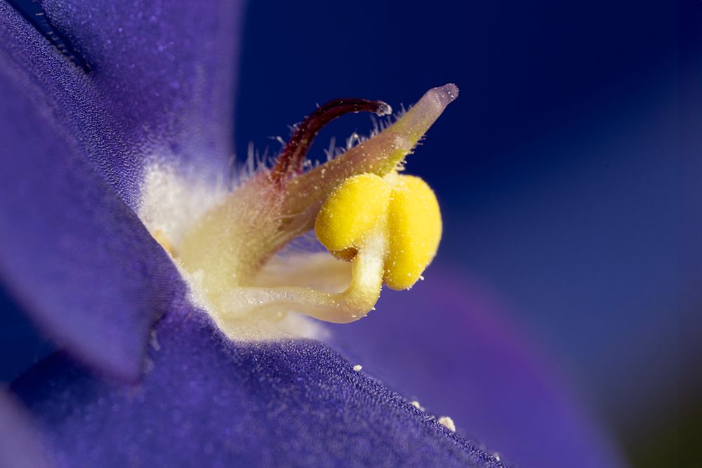 Close-up view of African Violet. art print by Adam Jones for $57.95 CAD