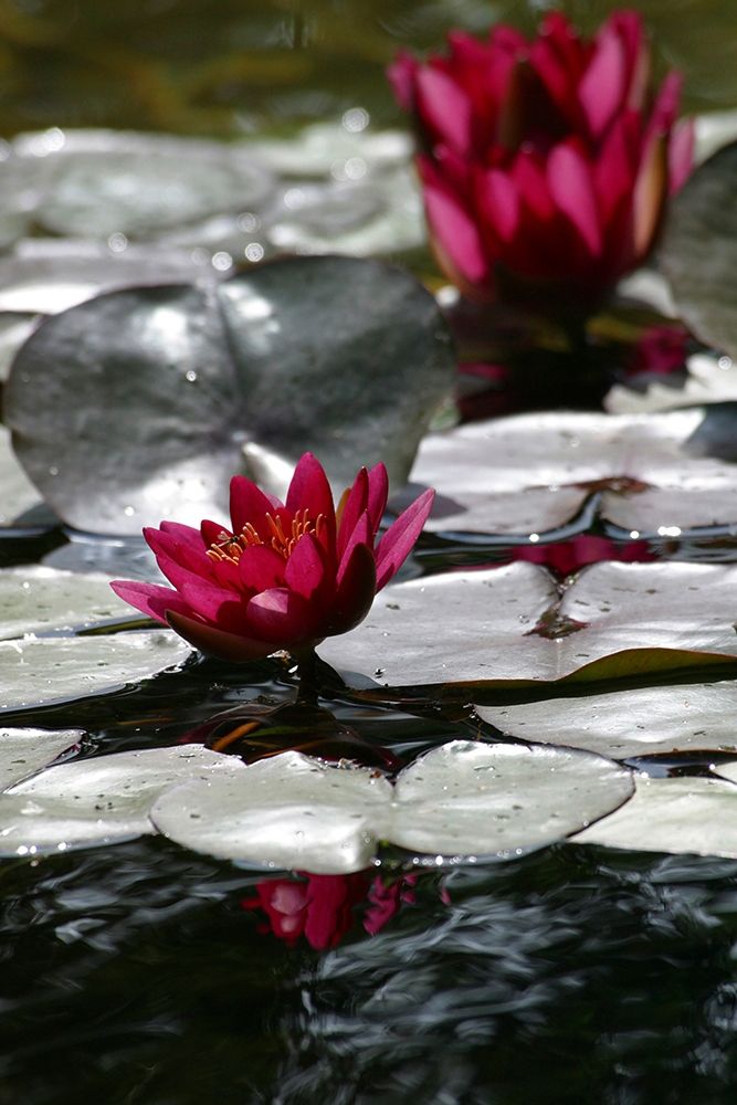 Waterlily art print by Anna Miller for $57.95 CAD