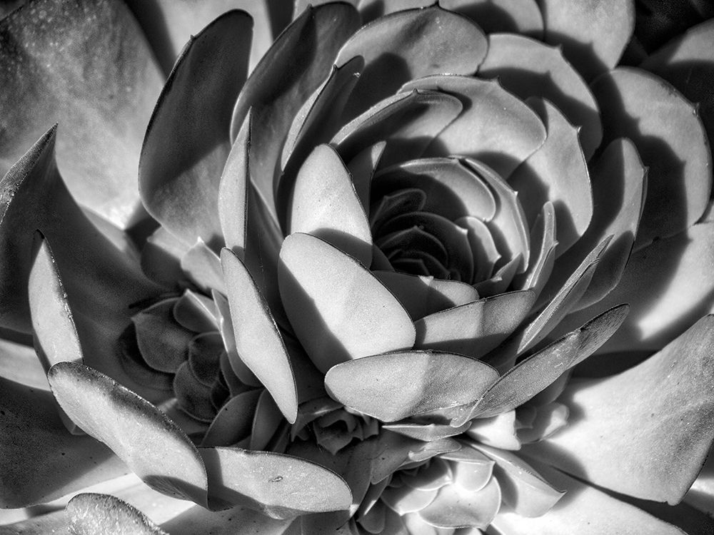Closeup of a Succulent art print by Anna Miller for $57.95 CAD