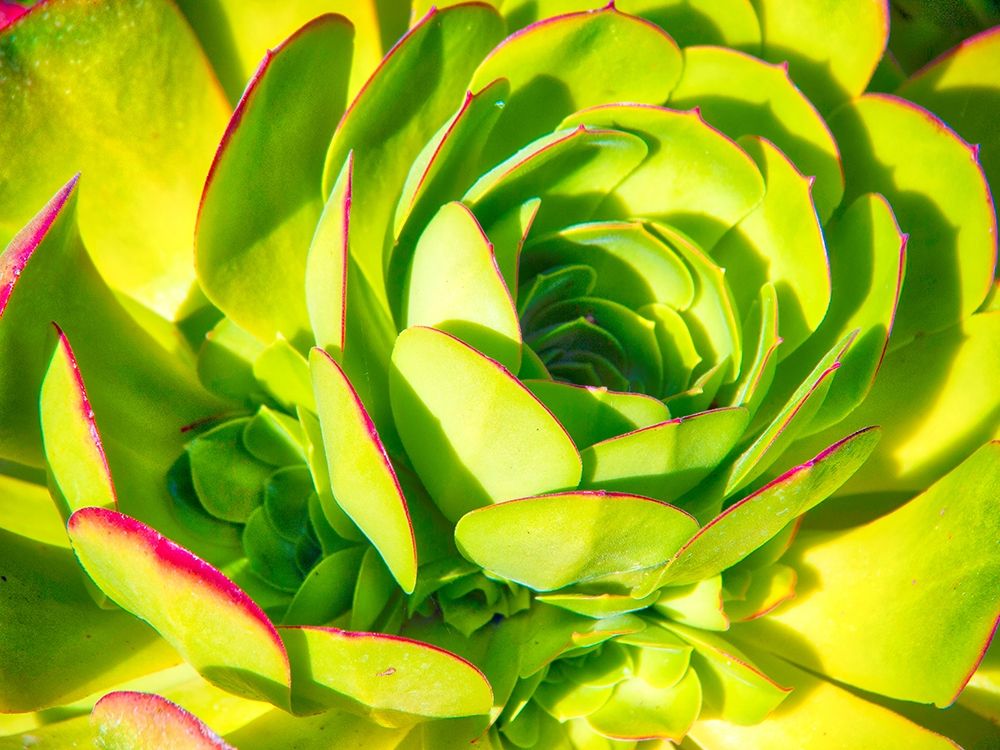Closeup of a Succulent art print by Anna Miller for $57.95 CAD