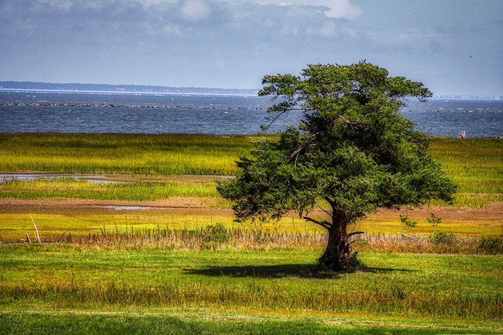 Lone Tree in Coastal Marshland art print by Anna Miller for $57.95 CAD