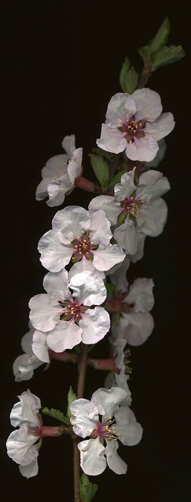 Cherry Blossom art print by Anna Miller for $57.95 CAD