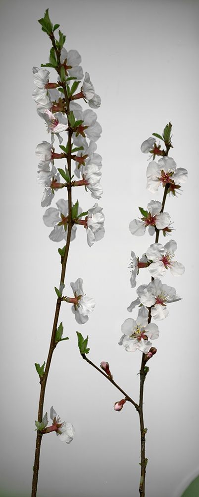 Cherry Blossom art print by Anna Miller for $57.95 CAD
