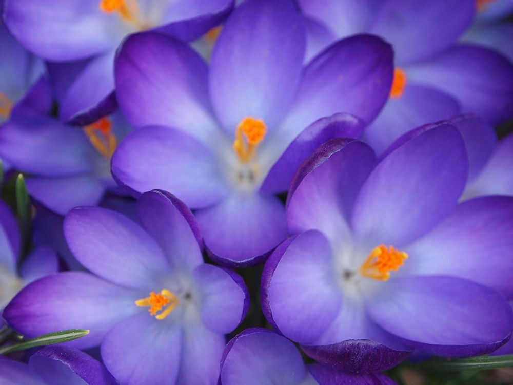 Purple Crocus Flowers art print by Anna Miller for $57.95 CAD