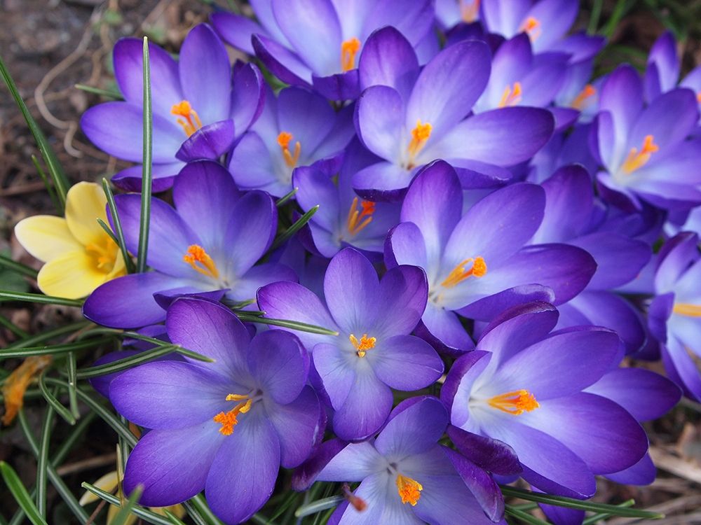 Purple Crocus Flowers art print by Anna Miller for $57.95 CAD