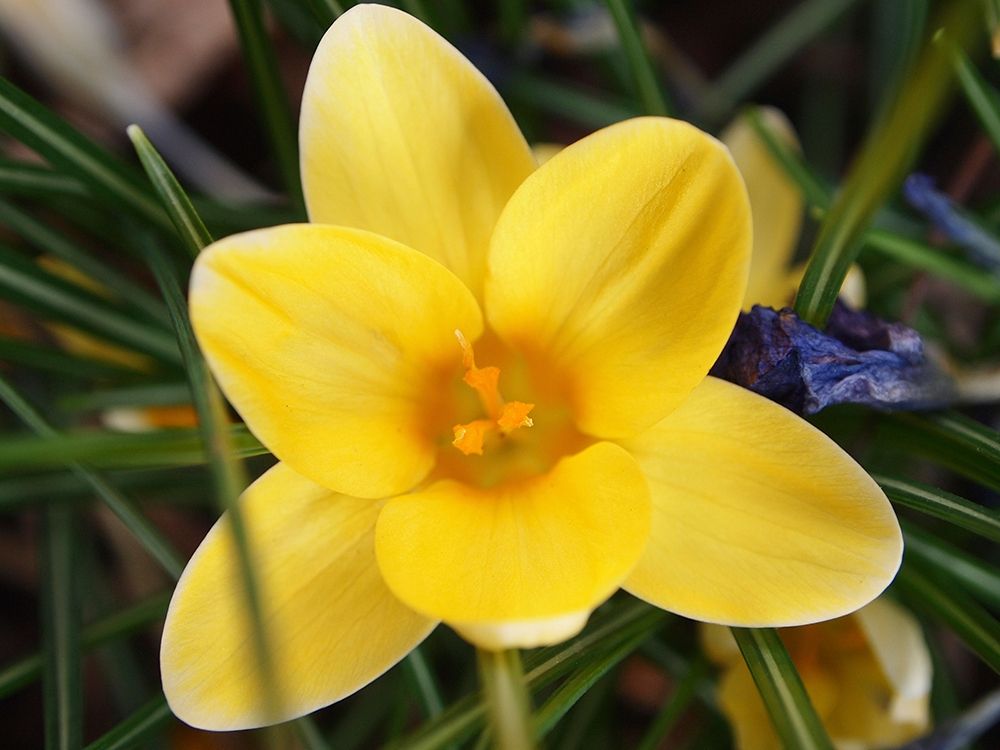Yellow Crocus Flower art print by Anna Miller for $57.95 CAD