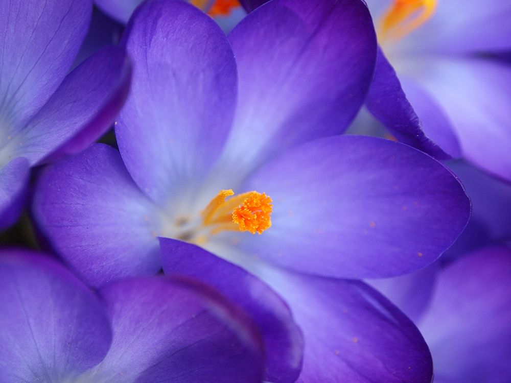 Purple Crocus Flowers art print by Anna Miller for $57.95 CAD