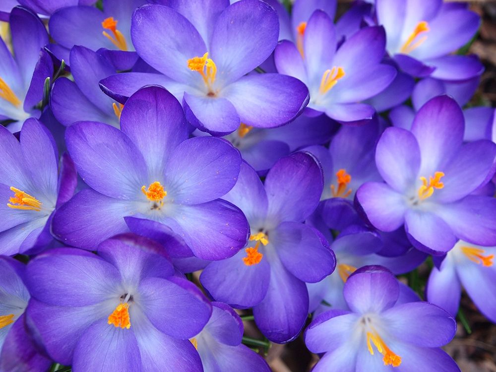 Purple Crocus Flowers art print by Anna Miller for $57.95 CAD