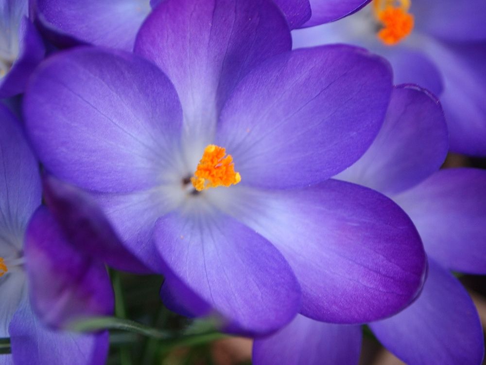 Purple Crocus Flowers art print by Anna Miller for $57.95 CAD