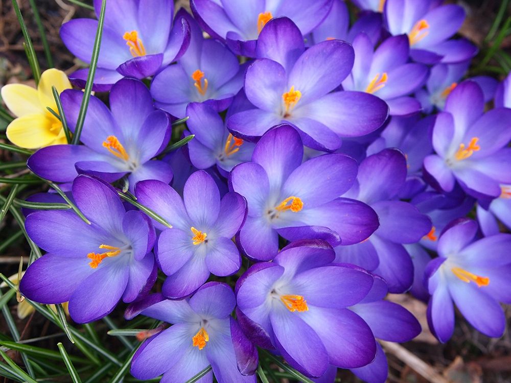 Purple Crocus Flowers art print by Anna Miller for $57.95 CAD
