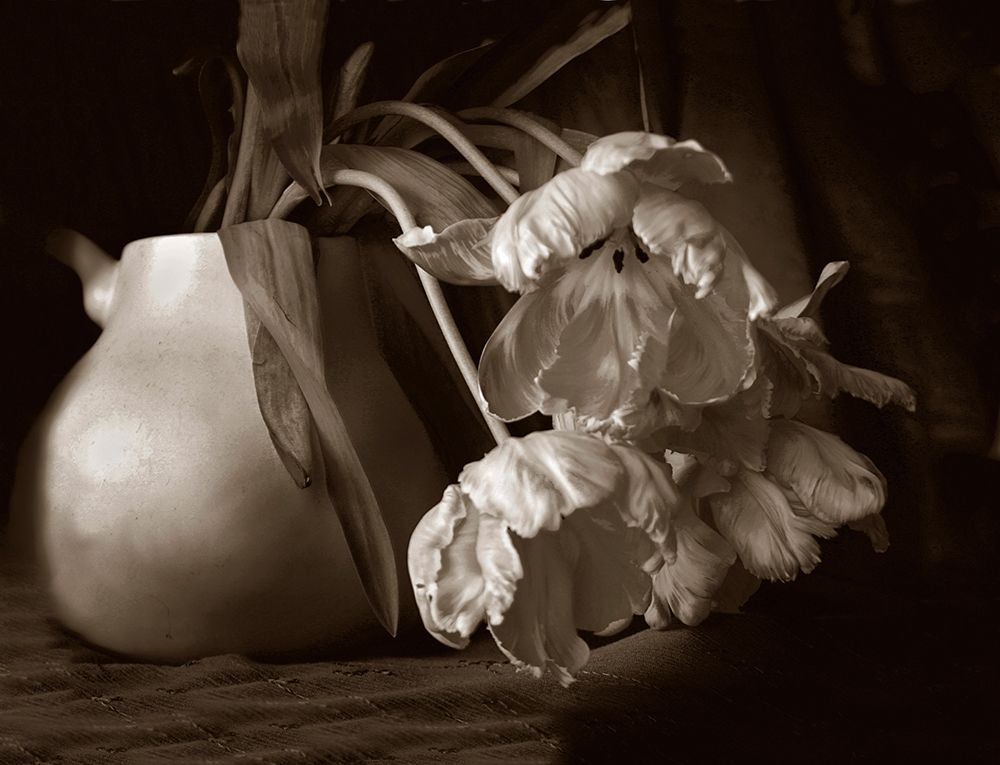 Sepia tone Tulips art print by Anna Miller for $57.95 CAD