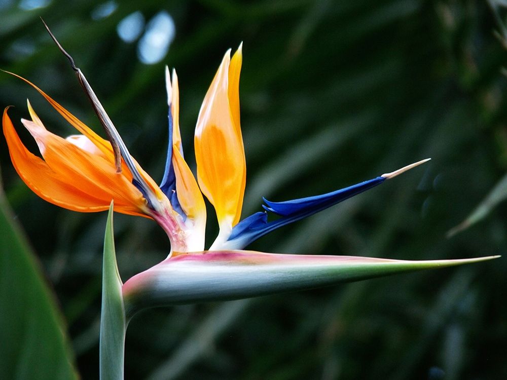 Bird Of Paradise Bloom art print by Anna Miller for $57.95 CAD