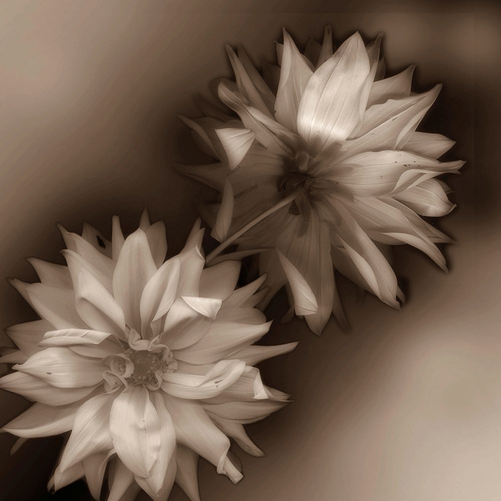 Sepia tone Dahlia art print by Anna Miller for $57.95 CAD
