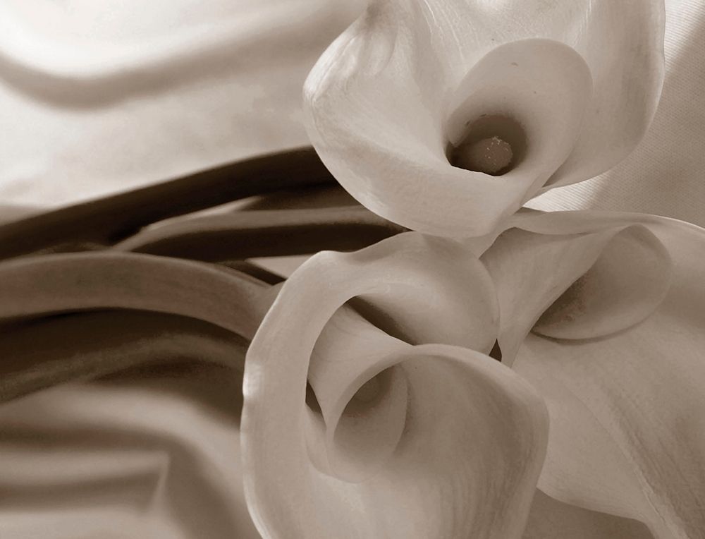 Sepia tone Calla Lily art print by Anna Miller for $57.95 CAD
