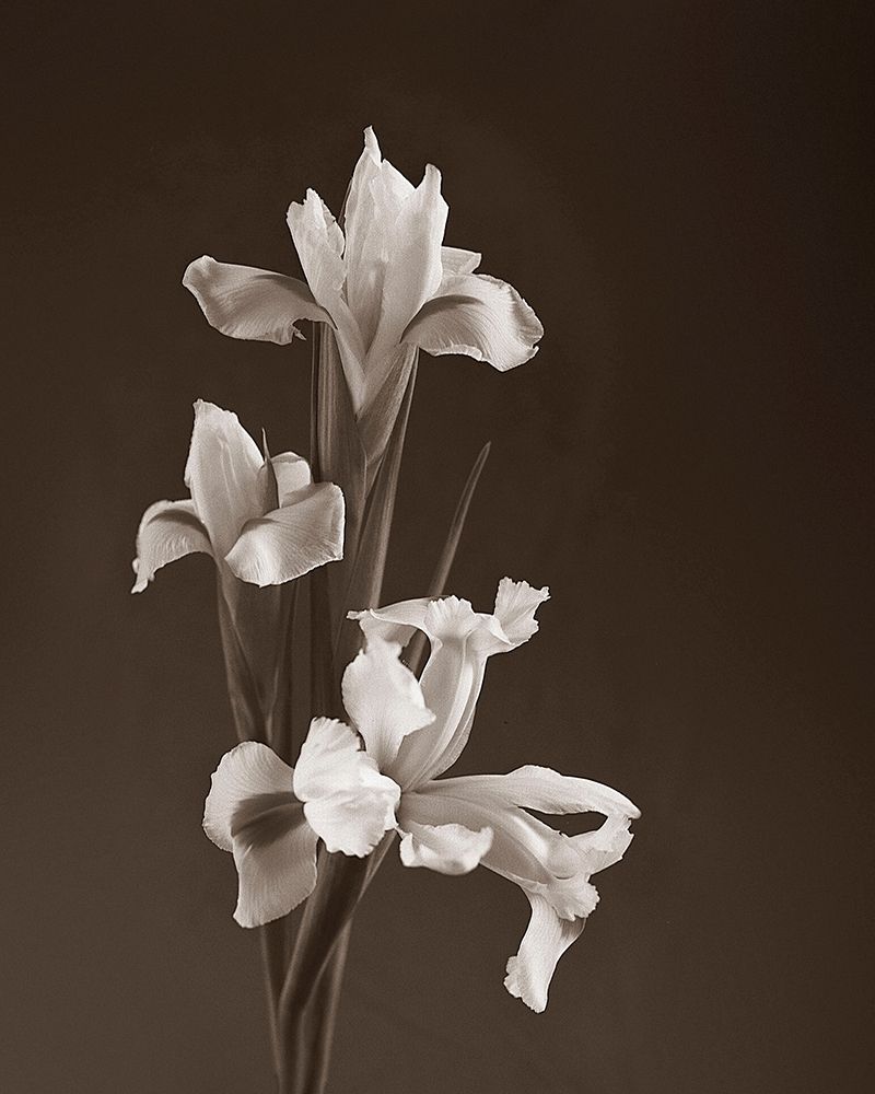 Sepia tone Iris art print by Anna Miller for $57.95 CAD