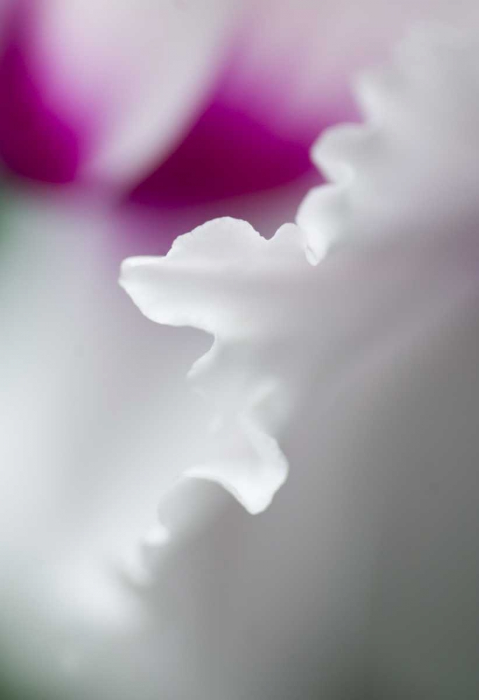 Cyclamen flower close-up art print by Nancy Rotenberg for $57.95 CAD