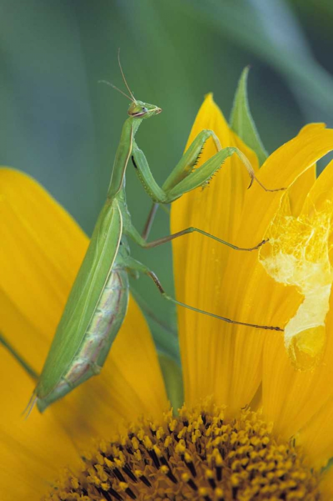 Female praying mantis with egg sac on sunflower art print by Nancy Rotenberg for $57.95 CAD