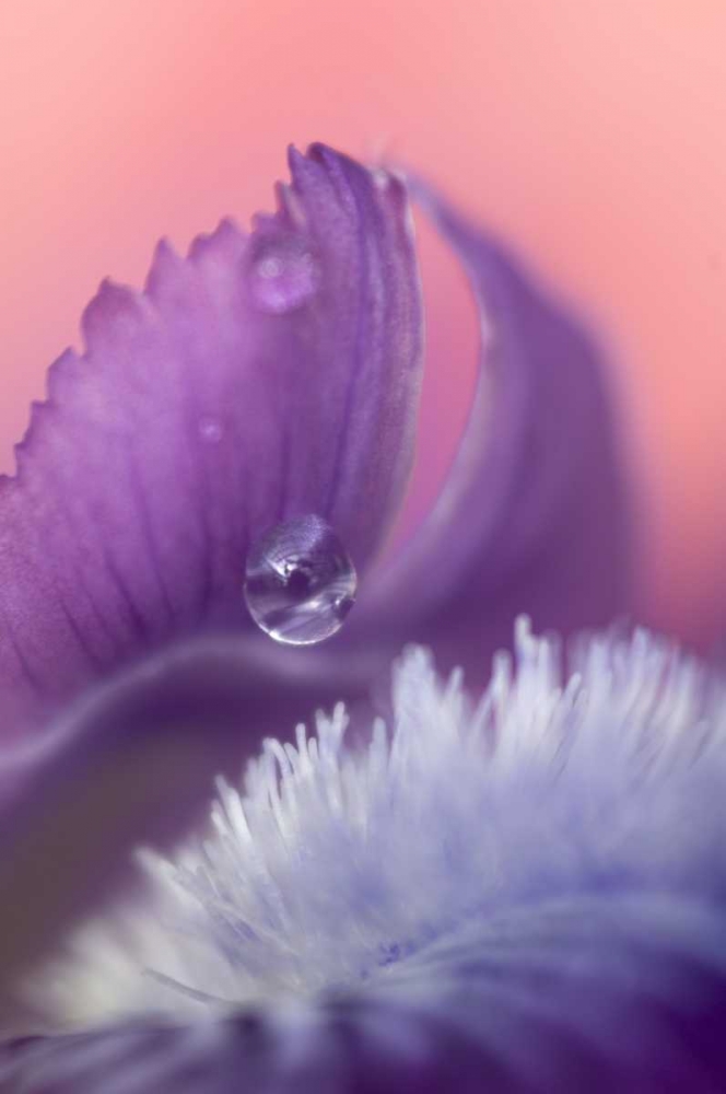 Iris Petal Close-up art print by Nancy Rotenberg for $57.95 CAD