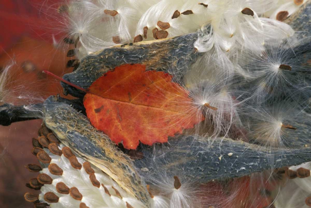 Autumn Leaf in Milkweed art print by Nancy Rotenberg for $57.95 CAD