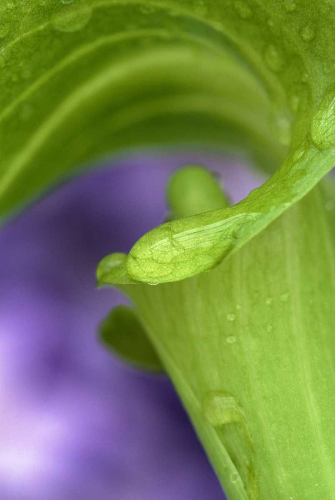 Of Jack-in-the-Pulpit with violet background art print by Nancy Rotenberg for $57.95 CAD