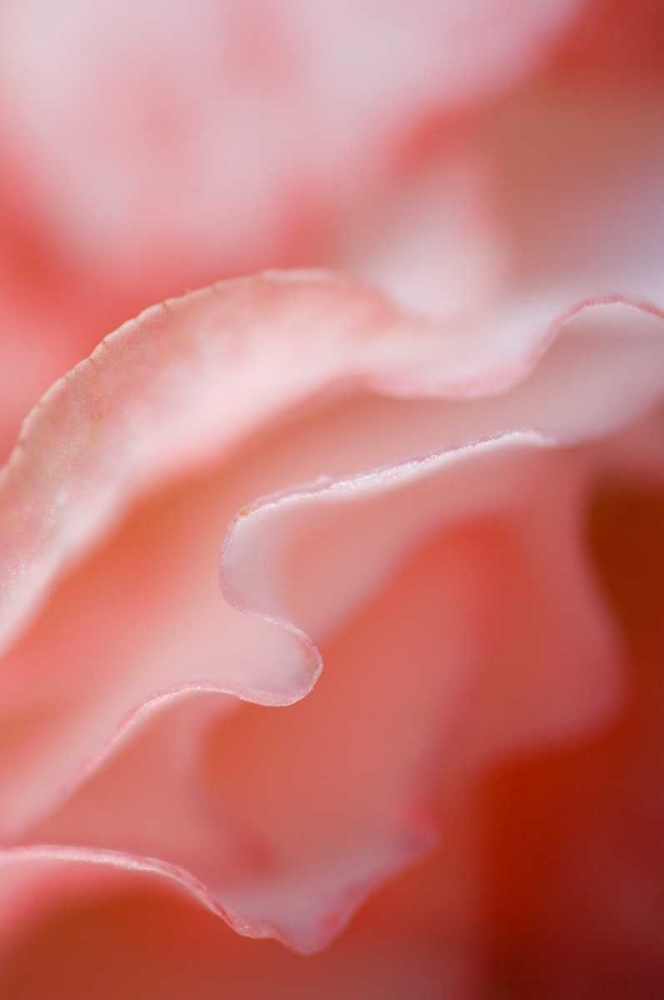 Flower petal edges art print by Nancy Rotenberg for $57.95 CAD