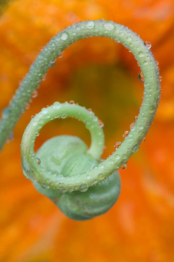 Nasturtium curl with rain art print by Nancy Rotenberg for $57.95 CAD