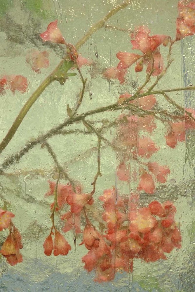 Pentstemon flower behind glass art print by Nancy Rotenberg for $57.95 CAD