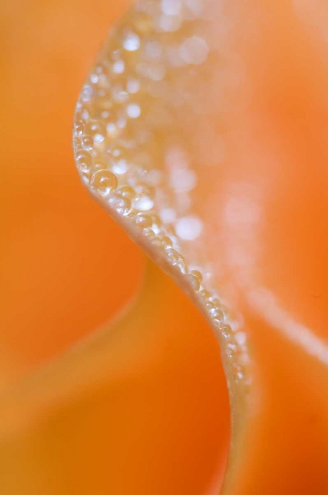 Abstract flower close-up art print by Nancy Rotenberg for $57.95 CAD